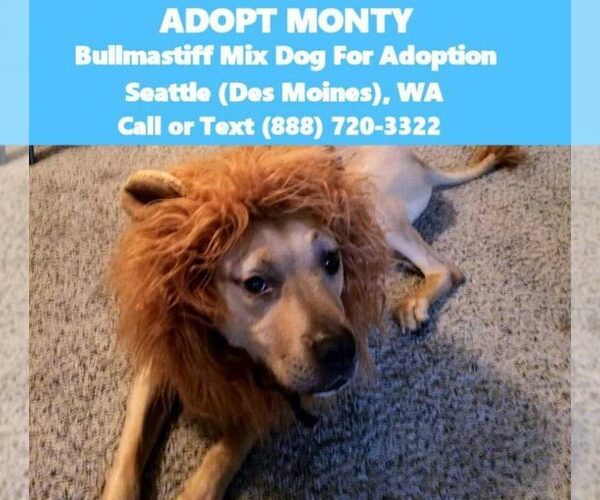 Medium Photo #6 American Staffordshire Terrier-Mastiff Mix Puppy For Sale in DES MOINES, WA, USA