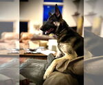 Small #1 German Shepherd Dog