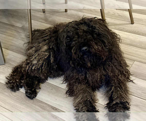 Medium Photo #1 Puli Puppy For Sale in MIDDLETOWN, VA, USA