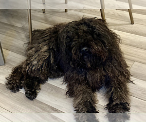 Father of the Puli puppies born on 07/20/2025