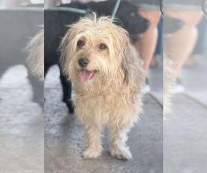 Mutt Dogs for adoption in Newport Beach, CA, USA