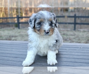 Aussiedoodle Puppy for sale in KNOB NOSTER, MO, USA