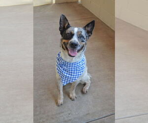 Mutt Dogs for adoption in McKinney, TX, USA