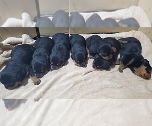 Rottweiler Puppy for Sale in ROCKFORD, Michigan USA