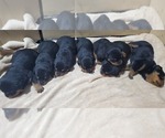 Small Photo #1 Rottweiler Puppy For Sale in ROCKFORD, MI, USA