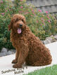 Small Photo #24 Goldendoodle Puppy For Sale in WOLCOTT, IN, USA