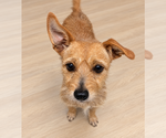 Small Photo #2 Mutt Puppy For Sale in Raleigh, NC, USA