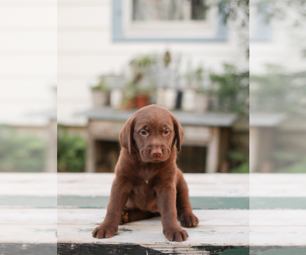 Medium Photo #1 Golden Labrador-Labrador Retriever Mix Puppy For Sale in SAINT JOHNSVILLE, NY, USA