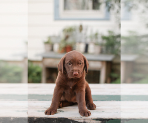 Golden Labrador-Labrador Retriever Mix Puppy for Sale in SAINT JOHNSVILLE, New York USA