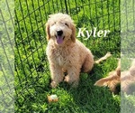Small Photo #1 Goldendoodle (Miniature) Puppy For Sale in REED CITY, MI, USA