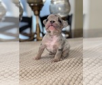 Puppy Rolo French Bulldog