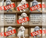 Small Photo #1 Labrador Retriever Puppy For Sale in DU QUOIN, IL, USA
