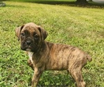 Puppy Kai Boxer