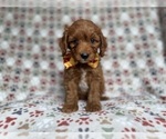 Small #4 Cockapoo (Miniature)