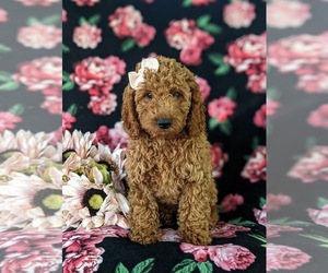 Goldendoodle (Miniature) Puppy for sale in CHRISTIANA, PA, USA