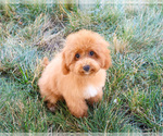 Small #3 Poodle (Miniature)