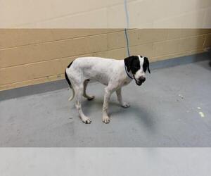 Border Collie-Unknown Mix Dogs for adoption in Tulsa, OK, USA