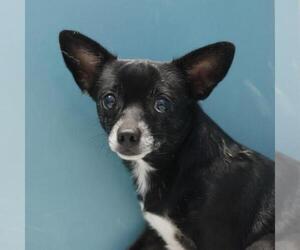 Chihuahua-Unknown Mix Dogs for adoption in San Antonio, TX, USA