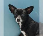 Small Chihuahua Mix