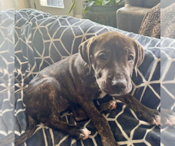 Medium Photo #4 Mutt Puppy For Sale in San Juan Capistrano, CA, USA