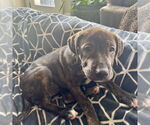 Small #3 Mutt