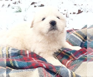 Great Pyrenees Puppy for sale in MARS HILL, NC, USA