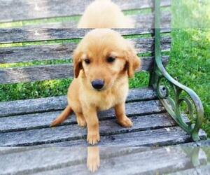 Golden Retriever Puppy for sale in LEON, KS, USA