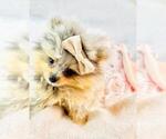 Small #8 Pomeranian