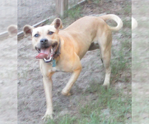 Gilley - Female American Pit Bull Terrier-Labrador Retriever Mix Dog for Adoption - Photo #12