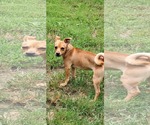 Small #3 Chiweenie