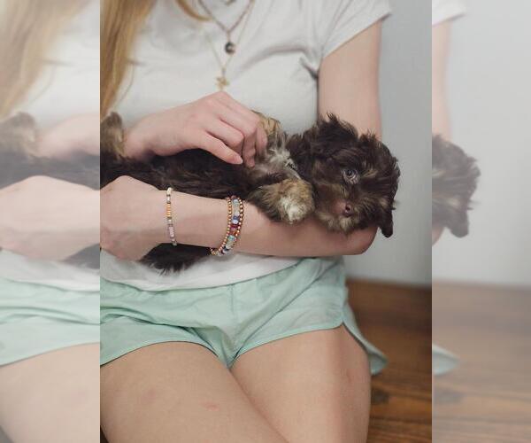 Medium Photo #4 Havanese Puppy For Sale in YORKTOWN, VA, USA