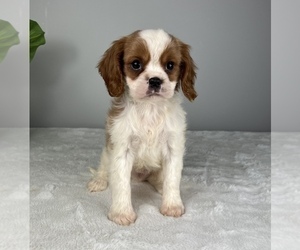 Cavalier King Charles Spaniel Puppy for sale in FRANKLIN, IN, USA