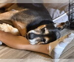 Small #2 Rottweiler Mix
