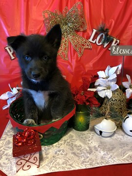 Medium Photo #4 Pomsky Puppy For Sale in MIDDLETOWN, OH, USA