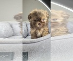 Small #5 Shih Tzu