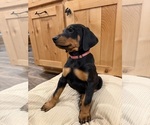 Small Doberman Pinscher