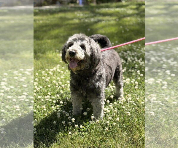 Medium Photo #3 Mutt Puppy For Sale in Yardley, PA, USA