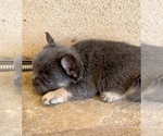 Small #11 French Bulldog