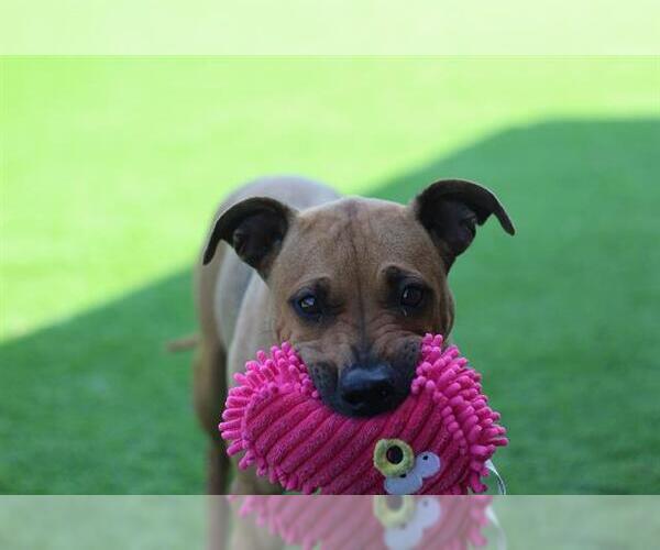 Medium Photo #2 Black Mouth Cur-Unknown Mix Puppy For Sale in Grand Prairie, TX, USA