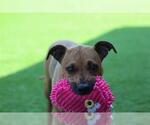 Small #1 Black Mouth Cur Mix
