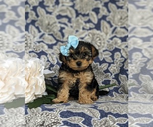 YorkiePoo Puppy for sale in LINCOLN UNIVERSITY, PA, USA