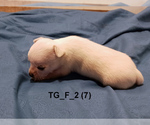 Small #15 Chihuahua