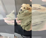 Small #3 Chihuahua Mix
