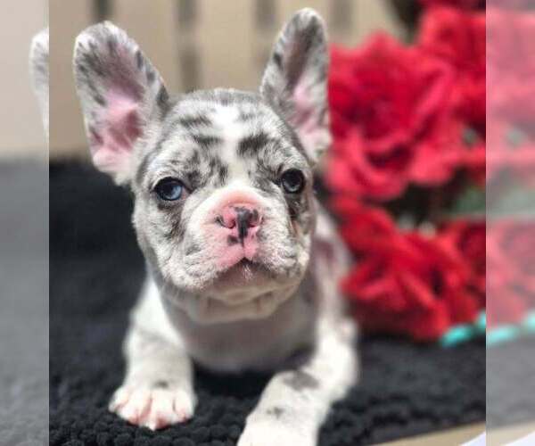 Medium Photo #3 French Bulldog Puppy For Sale in BOSTON, KY, USA