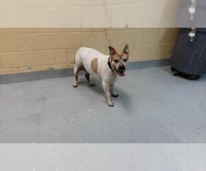 Mutt Dogs for adoption in Tulsa, OK, USA