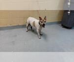 KANSAS - Male Mutt Dog for Adoption - Small photo