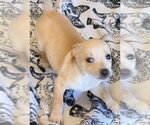 Small #1 Chihuahua Mix