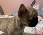 Small Photo #13 French Bulldog Puppy For Sale in EMORY, TX, USA