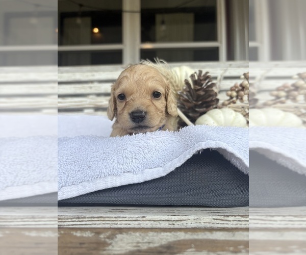 Medium Photo #5 Dachshund Puppy For Sale in MARSHFIELD, MO, USA