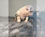 Small #8 English Bulldog